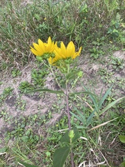 Helianthus hirsutus