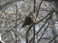 Agelaioides badius