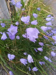 Campanula rotundifolia