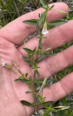 Mecardonia acuminata