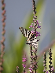 Iphiclides feisthamelii