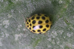 Psyllobora vigintiduopunctata