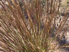 Schizachyrium scoparium