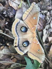 Antheraea polyphemus