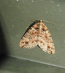 Pseudocoremia productata