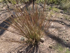 Schizachyrium scoparium