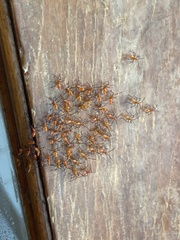 Leptoglossus zonatus