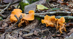 Cantharellus lateritius
