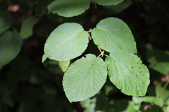 Viburnum lantanoides