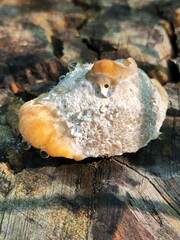 Fomitopsidaceae