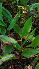 Convallaria majalis
