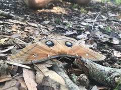 Antheraea polyphemus