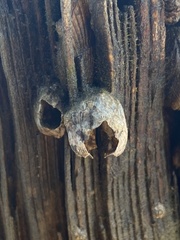 Amphibalanus improvisus