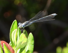Lestes congener