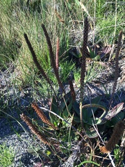Plantago subnuda