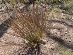 Schizachyrium scoparium