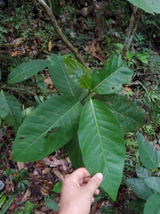Coccoloba swartzii