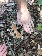 Antheraea polyphemus