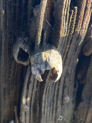 Amphibalanus improvisus