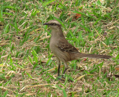 Mimus saturninus