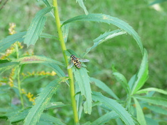 Helophilus fasciatus