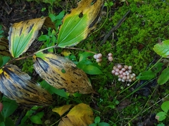 Maianthemum racemosum