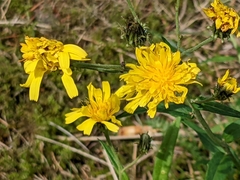Hieracium umbellatum