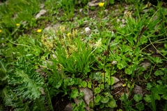 Plantago alpina