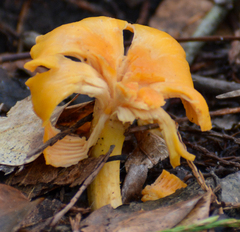 Cantharellus lateritius