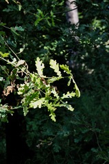 Quercus robur