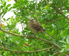 Mimus saturninus