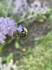 Bombus impatiens