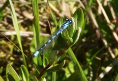 Enallagma annexum