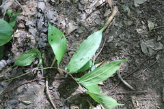Maianthemum racemosum