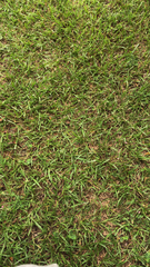 Stenotaphrum secundatum