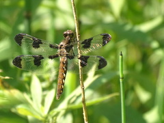Plathemis lydia