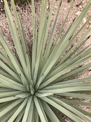 Yucca brevifolia
