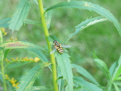 Helophilus fasciatus