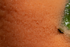 Tubifera ferruginosa