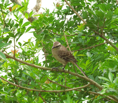 Mimus saturninus