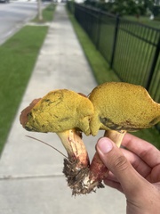 Boletus sensibilis