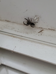 Platycryptus undatus