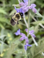 Bombus impatiens