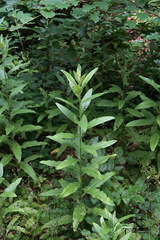 Cirsium arvense vestitum