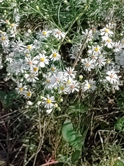 Symphyotrichum ericoides