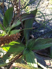 Plantago subnuda