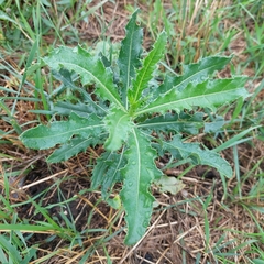 Cirsium arvense