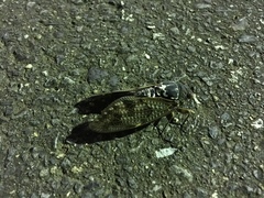 Graptopsaltria nigrofuscata