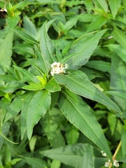 Koenigia alaskana