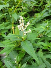 Koenigia alaskana